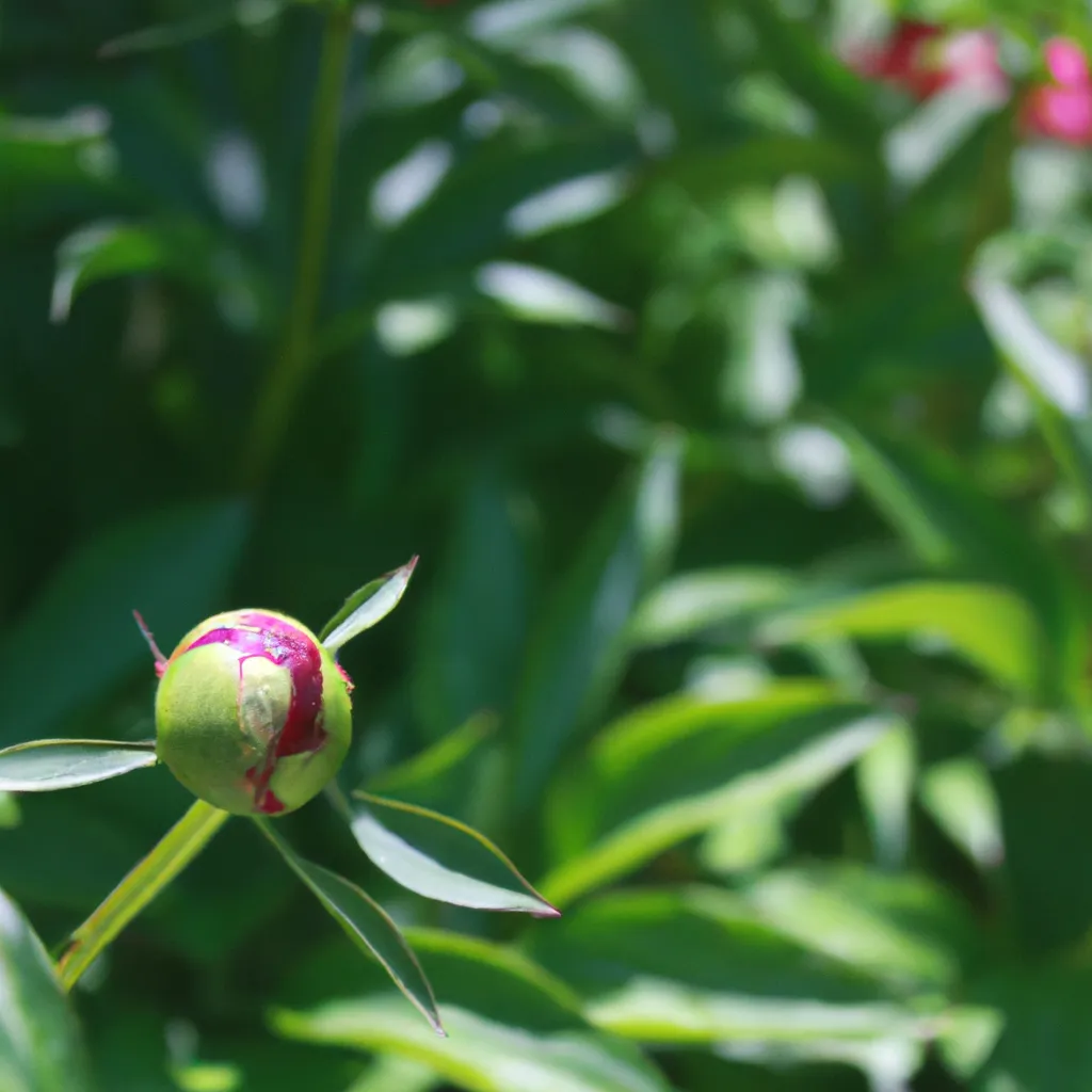 Dlaczego piwonia nie kwitnie?